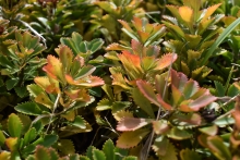 ground photo of sedum